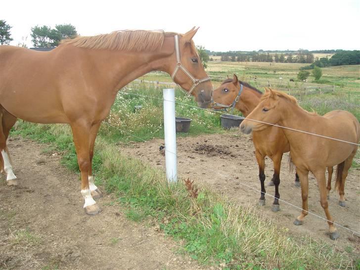 Anden særlig race Heimdals Spirit - Spirit og hans små kaspiske venner :) billede 7