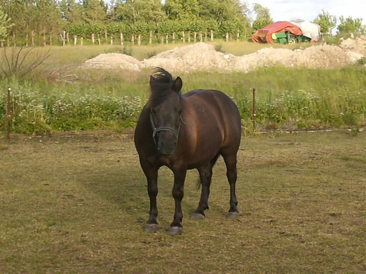 Anden særlig race Tarzan  - du var så stærk og jeg ved du holdte ud til det sidste.  billede 13