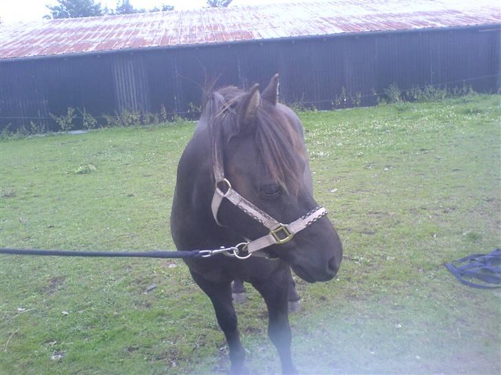 Anden særlig race Tarzan  - når vi atter ses igen, er jeg i himlen .. billede 14
