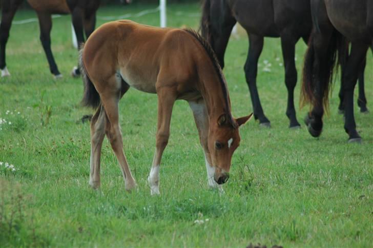 Dansk Varmblod Kastaniegården´s  Nedina  billede 6