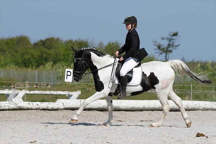 Pinto Samson *SOLGT* - LC2 67,39 %  billede 3