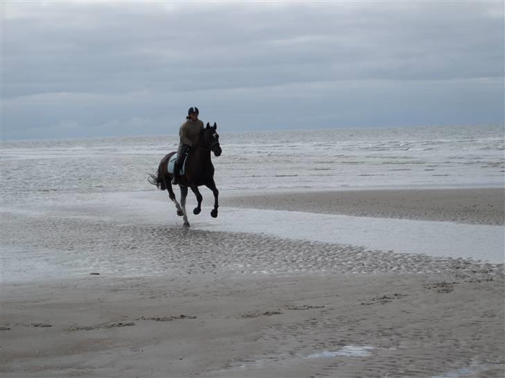 Oldenborg Kyllingegårdens Bubber - Fed galop på stranden i Blåvand - ferie 2008 billede 12