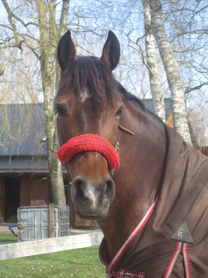 New Forest Sif<3 (Min)     (: - Min smukke pony :b billede 6