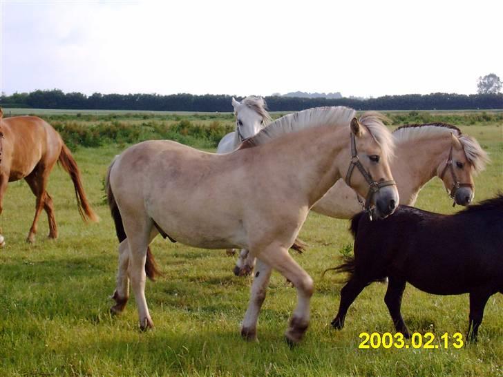 Fjordhest Emil billede 16