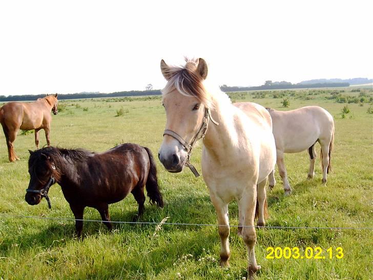 Fjordhest Emil billede 17