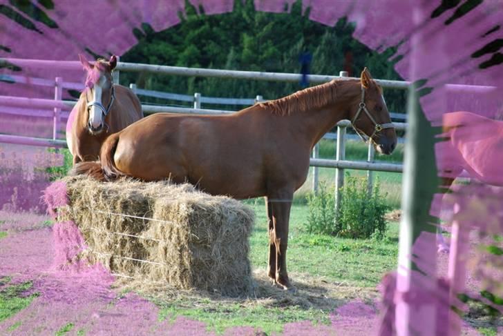 Dansk Varmblod Ninette *DØD*  - UFF det er vildt GODT billede 7