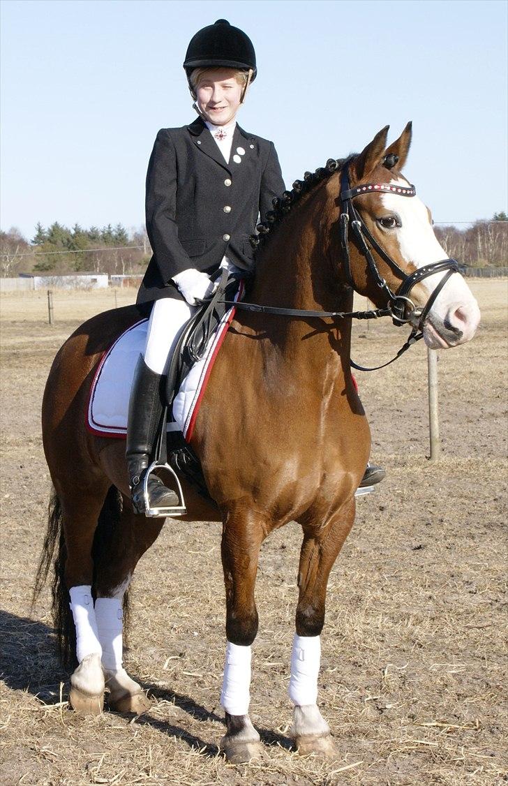 Welsh Pony af Cob-type (sec C) Gribsvad Rosa - Sportsrideklubben Lerbæk 190311 billede 8