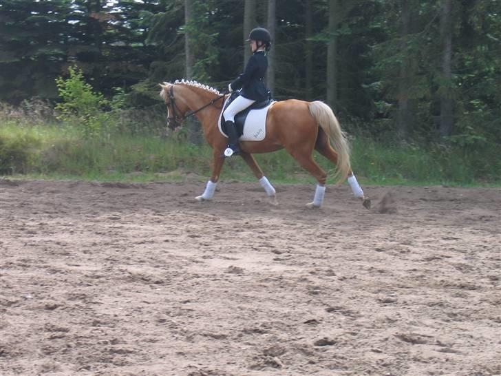 Palomino Beauty *Solgt* - lc2 i haderup:) 1.plads:) billede 7