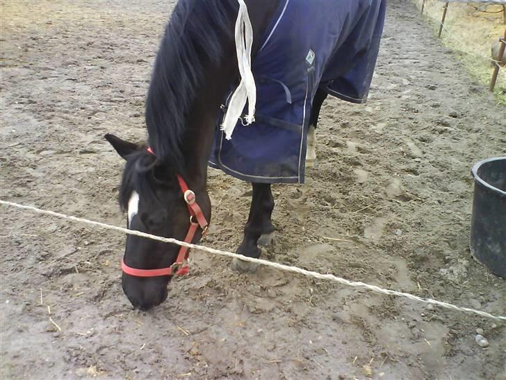 New Forest Zarista SOLGT - Riis på fold<3 billede 7