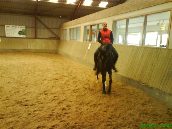 New Forest Zarista SOLGT - Vicki for lige en tur ;) billede 8
