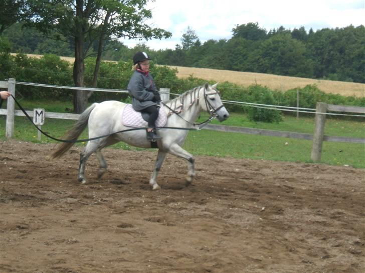 Welsh Mountain (sec A) "Mysse"  - ( 10 ) undervisning igen igen..  billede 8