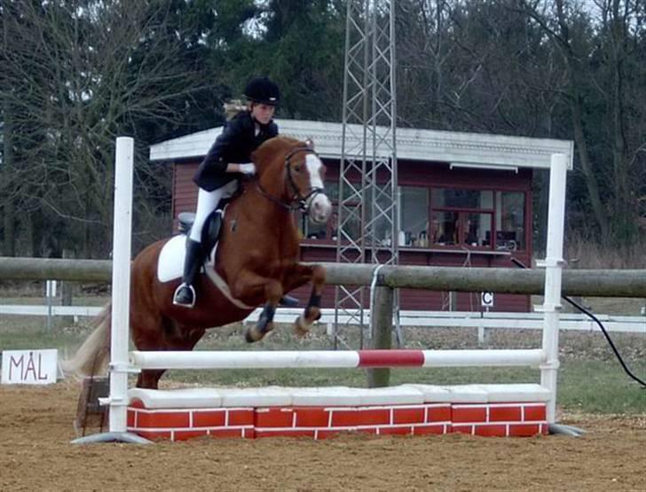 New Forest LL. Møllegårdens Tony - kan se glad ud :p billede 1