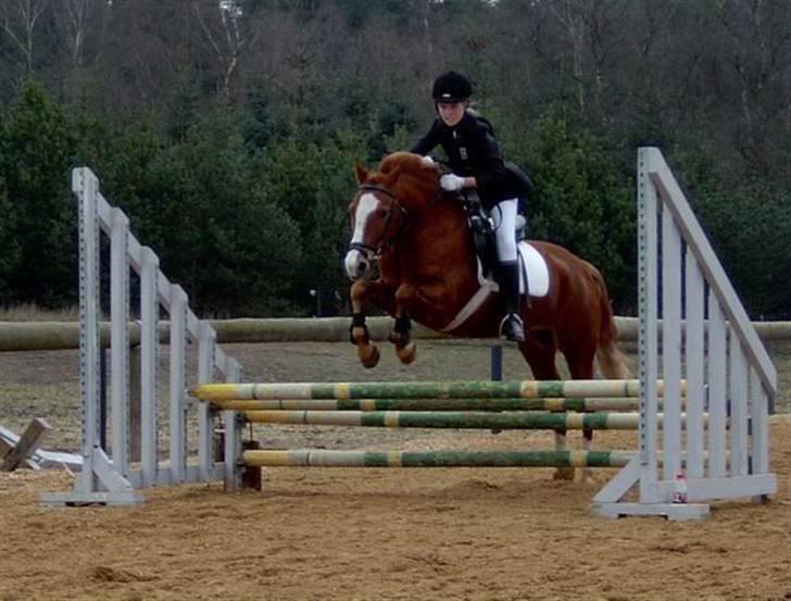 New Forest LL. Møllegårdens Tony - tony og jeg stævne <3 billede 2