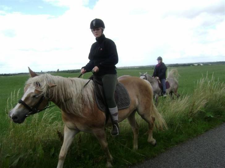 Haflinger Salsa - hehe lidt sjovt billed, hun rystede sig bare vildt mange gange på den tur! billede 3