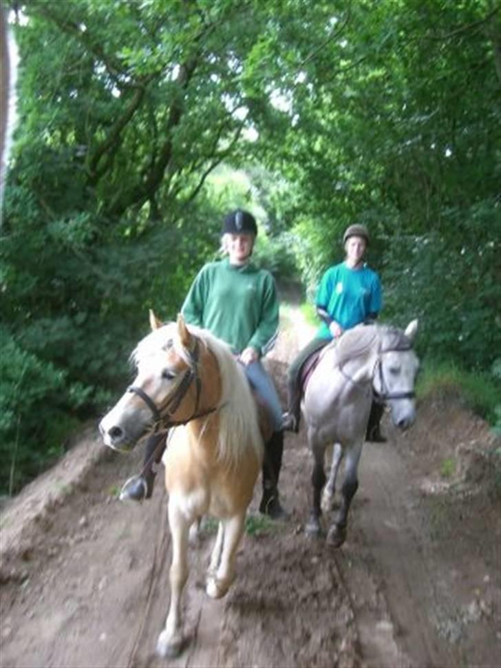 Haflinger Salsa billede 4