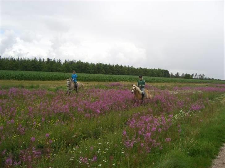 Haflinger Salsa billede 5