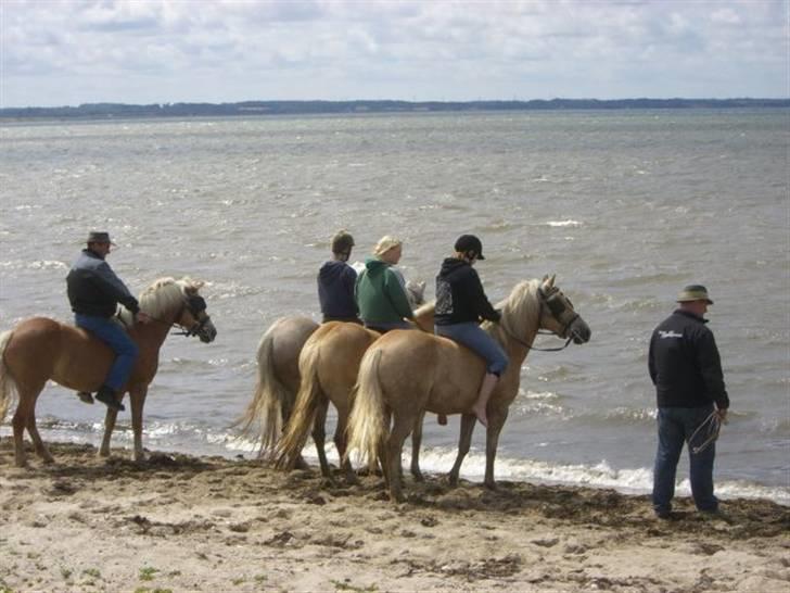 Haflinger Salsa - når enden er god er alting godt :P billede 6