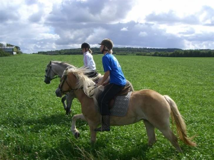 Haflinger Salsa - min kusine der var ude og ride på min hest (: billede 7