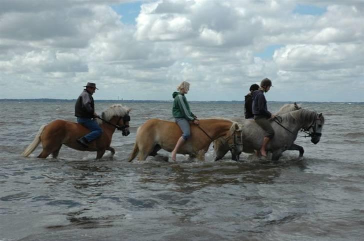 Haflinger Salsa - i limfjorden (: det var mega hyggeligt og sjovt! billede 8