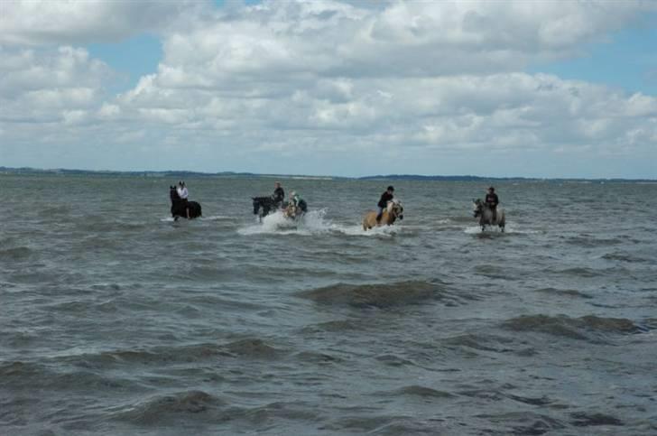 Haflinger Salsa - haha Salsa ville med en af de andre heste, og begyndte at springe fra side til side, så jeg faldt af :s :b billede 9