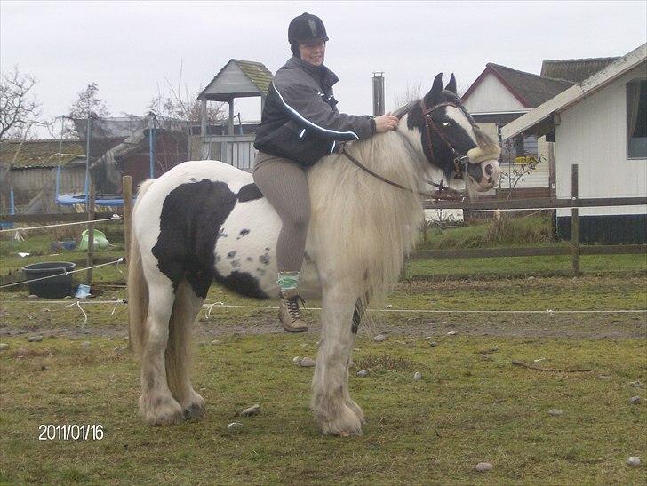 Irish Cob Bakkegårdens Shakira - tilridning jan. 2011 billede 1