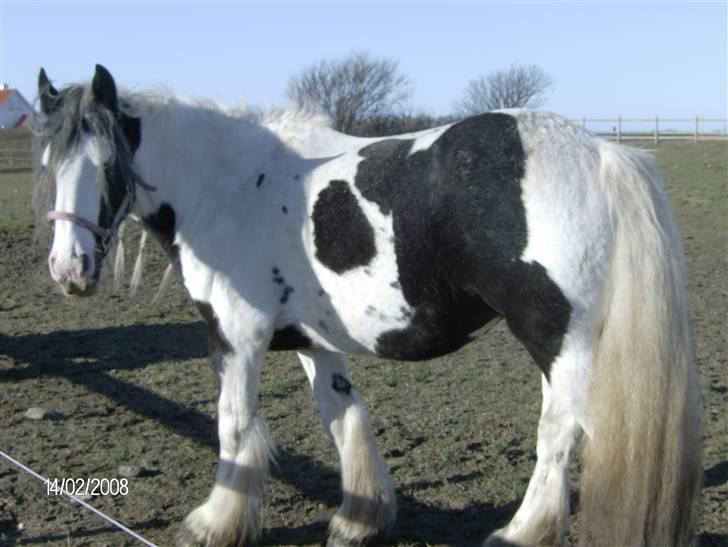 Irish Cob Bakkegårdens Shakira billede 2