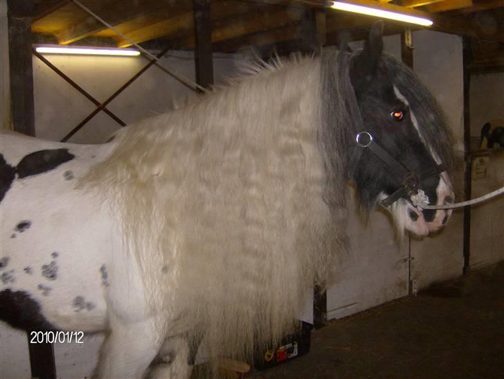 Irish Cob Bakkegårdens Shakira billede 3