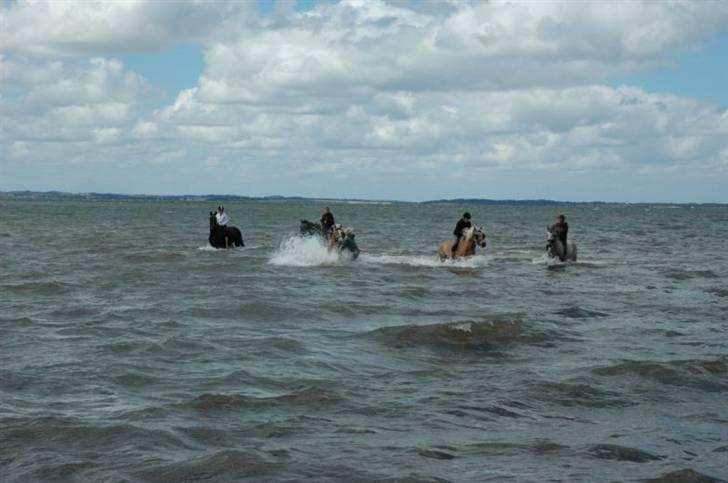 Haflinger Salsa billede 10