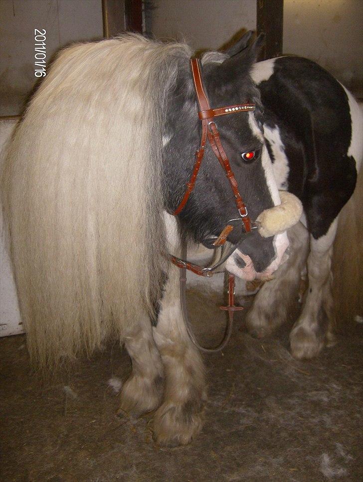 Irish Cob Bakkegårdens Shakira - jan. 2011  Smukke Shakira med en man på 1,15 m billede 4