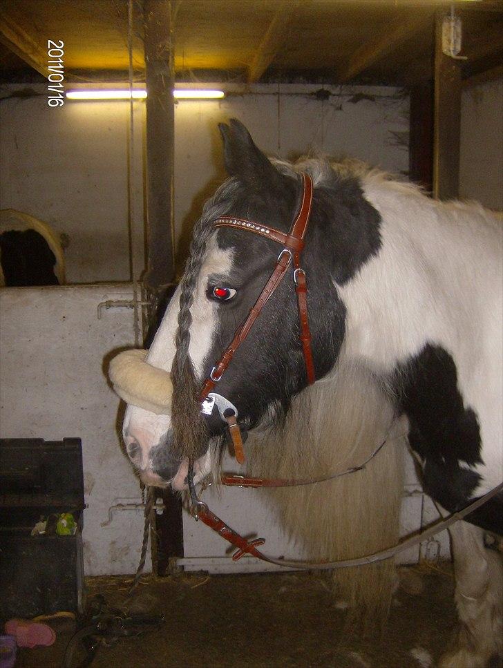 Irish Cob Bakkegårdens Shakira - første gang med hackamore billede 5