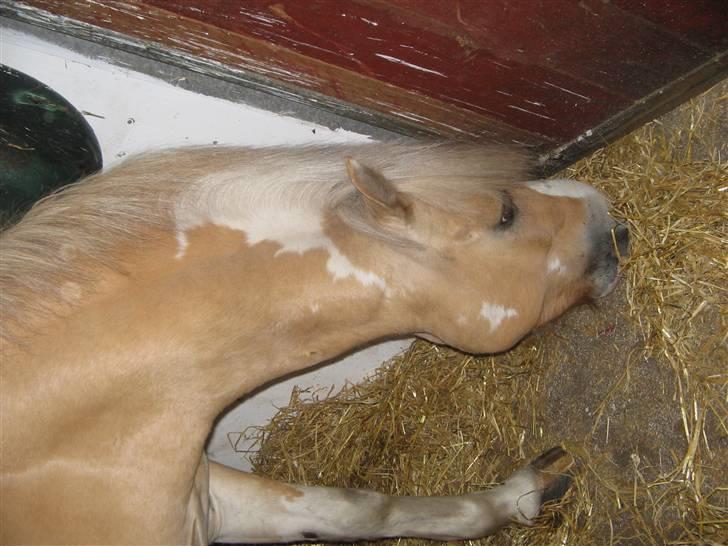 Anden særlig race Bailey  - han elsker mad (:  billede 2