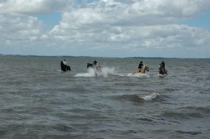 Haflinger Salsa billede 11