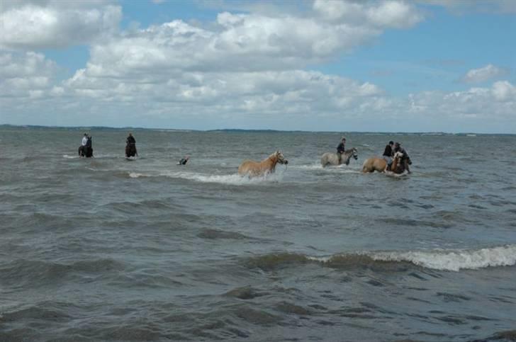 Haflinger Salsa billede 12