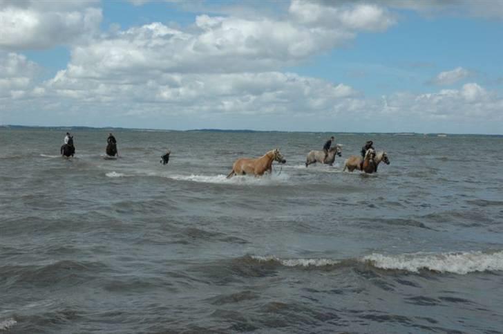 Haflinger Salsa billede 13