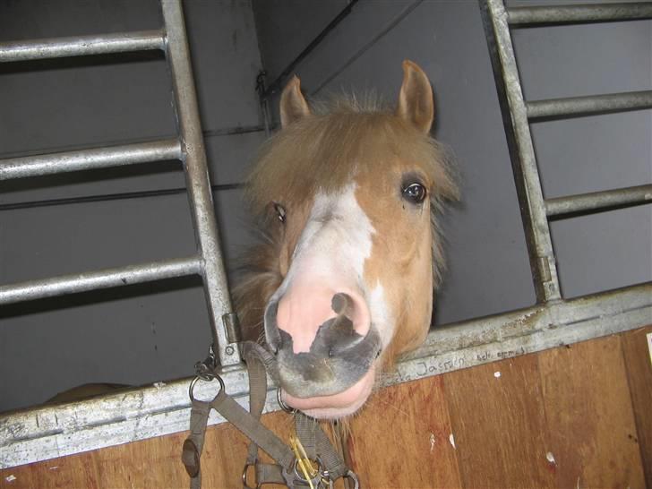 Anden særlig race Bailey  - inde i boksen han tager altid hovedet ud når jegh kalder (:  billede 3