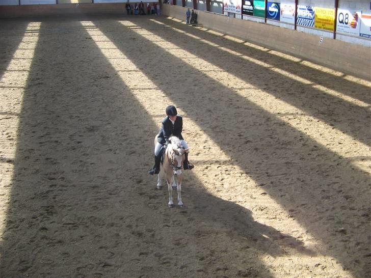 Anden særlig race Bailey  - til stævne i sidste parade rigtig god (: billede 4