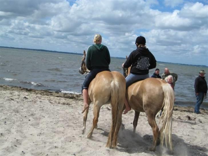 Haflinger Salsa billede 14