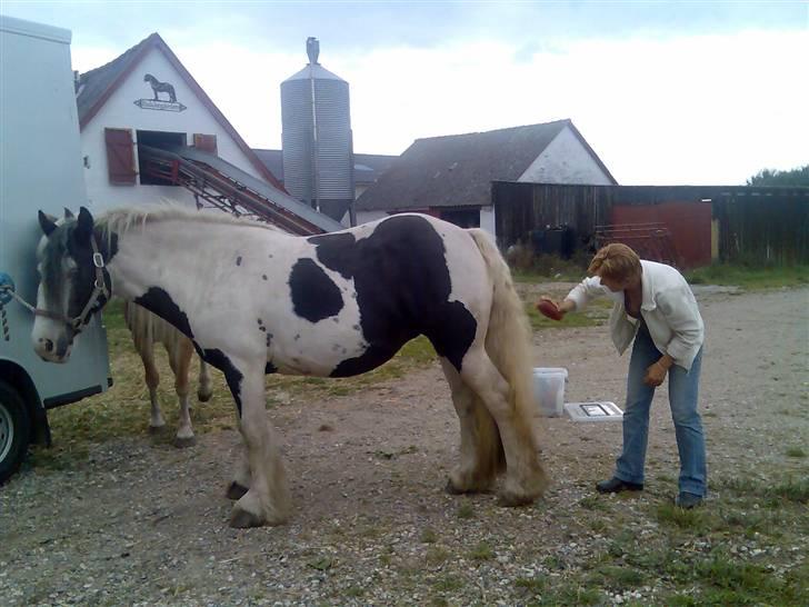 Irish Cob Bakkegårdens Shakira billede 6