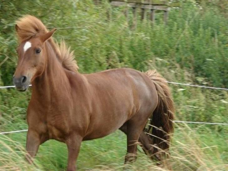 Islænder Friða fra Hellum  billede 10