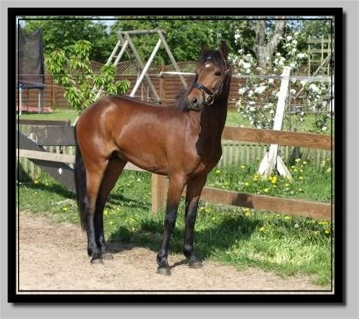 New Forest Flying Ronaldo billede 1