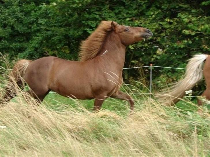 Islænder Friða fra Hellum  billede 11