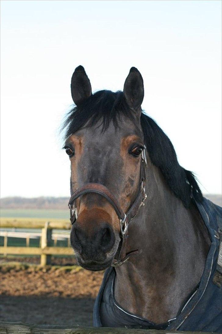 Welsh Cob (sec D) Bjerregårds Casanova  - Den smukke Nova :D billede 9