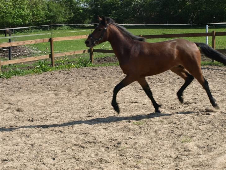 New Forest Flying Ronaldo billede 3