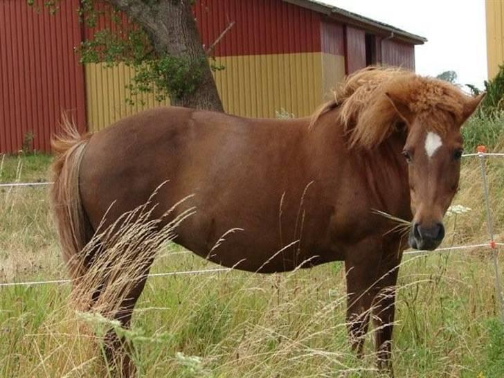 Islænder Friða fra Hellum  billede 12
