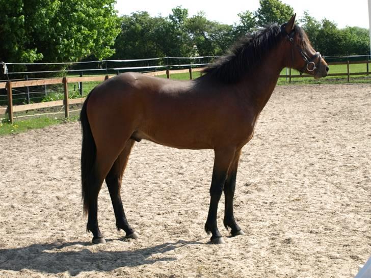 New Forest Flying Ronaldo billede 4