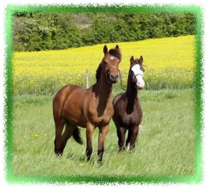 New Forest Flying Ronaldo billede 5