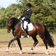 Hollandsk Varmblod Wieske