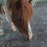 Anden særlig race Dixie