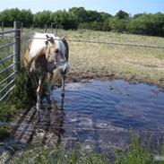 Haflinger Nissan *solgt*