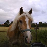 Haflinger Nissan *solgt*